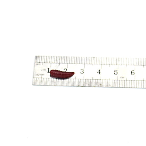 100 pcs 1.5cm 0.12g Maggot Grub Soft Lure Protein Soft Bait Worm Fishing Lures Maggots Grubs Lures Fishing Tackle On Sale JQ02